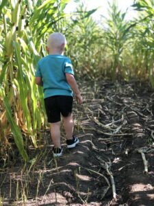 Corn Maze #2