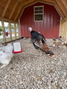 Turkey & chickens